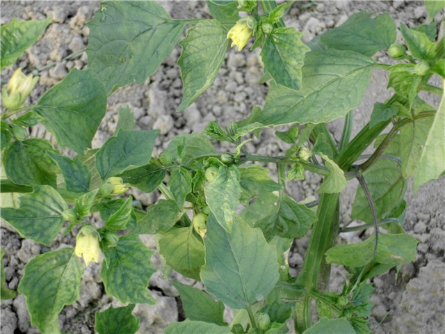 ljubičasti tomatillo